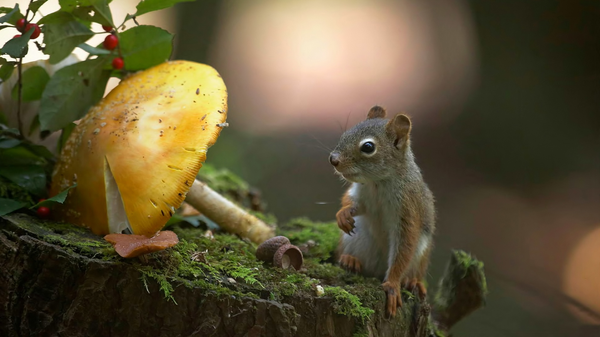 小松鼠树桩苔藓蘑菇可爱松鼠电脑桌面动物壁纸下载_高清动物壁纸