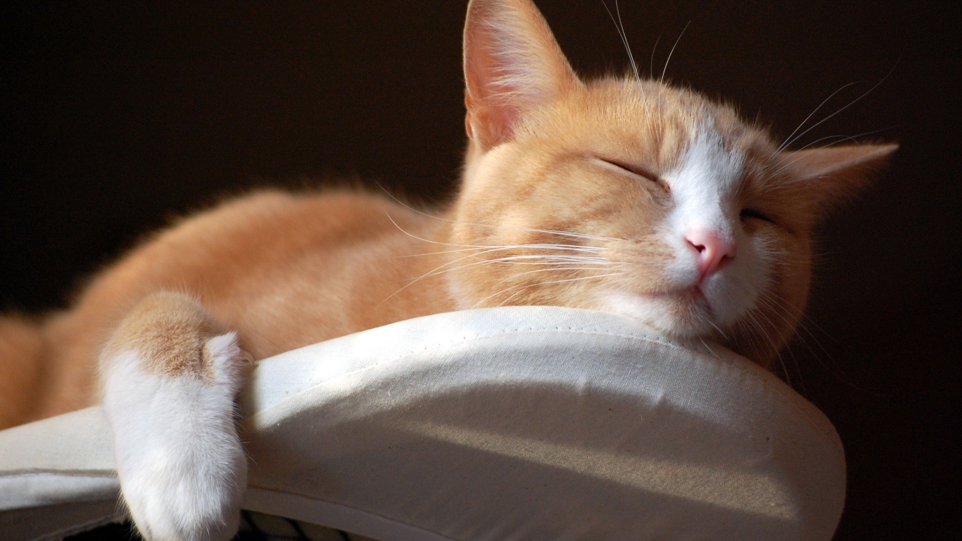 猫房子惬意图片猫壁纸_高清动物壁纸