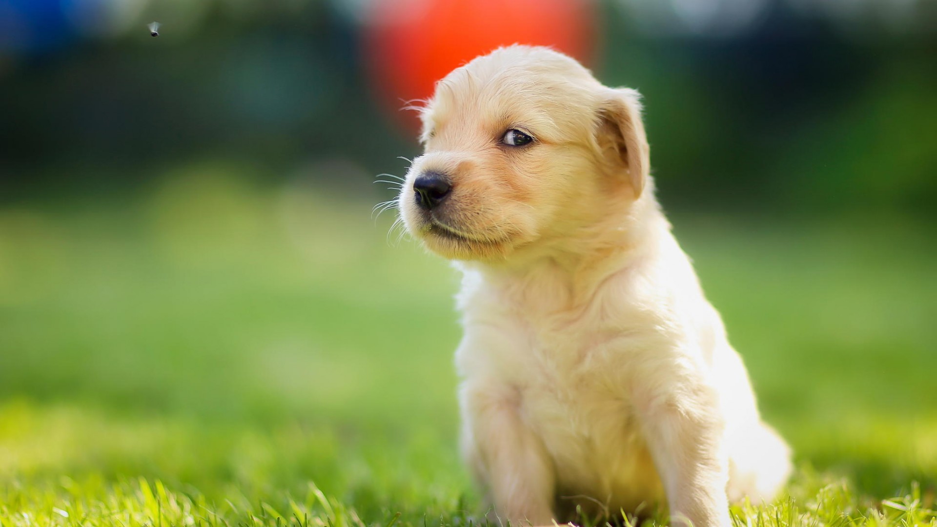 金毛猎犬 可爱眼神 斜视 电脑桌面动物壁纸下载_高清动物壁纸