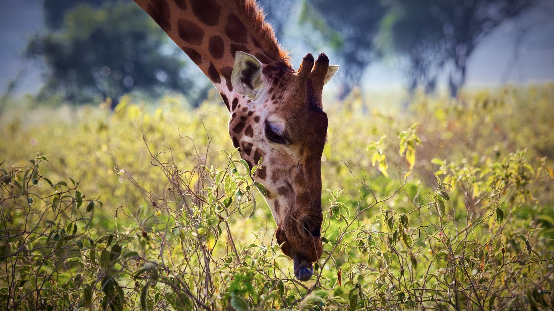 长颈鹿颈部面部舌头植物动物长颈鹿电脑桌面动物壁纸下载_高清动物壁纸