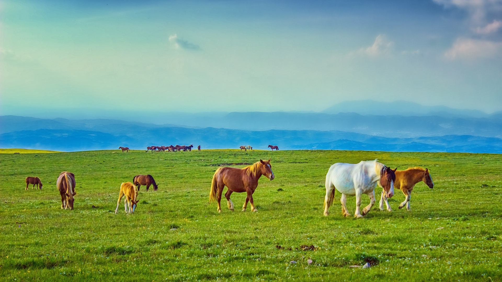 马 牧场 草原 山 天空 风景电脑桌面动物壁纸下载_高清动物壁纸