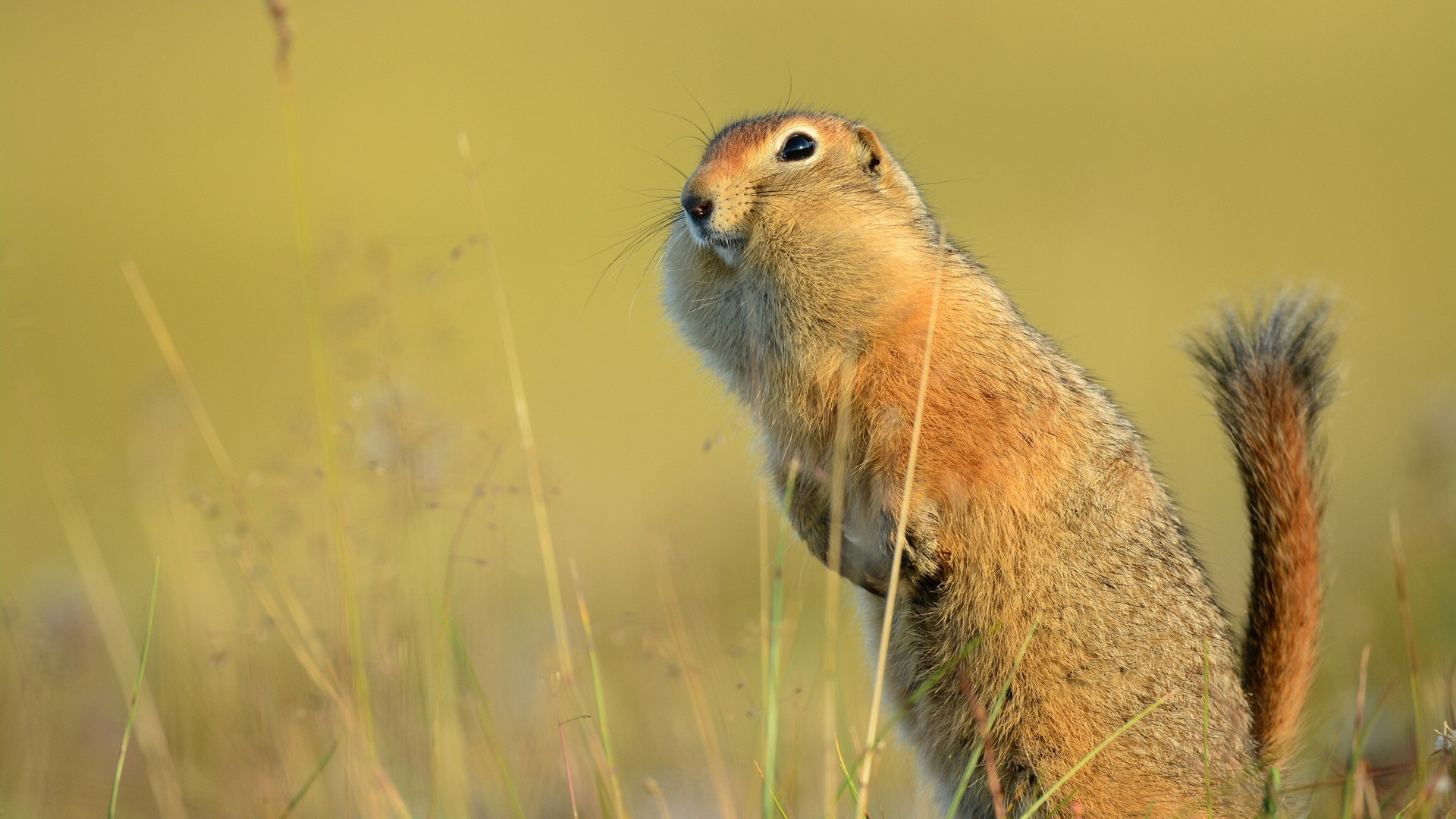地松鼠的尾巴 地松鼠电脑桌面动物壁纸下载_高清动物壁纸