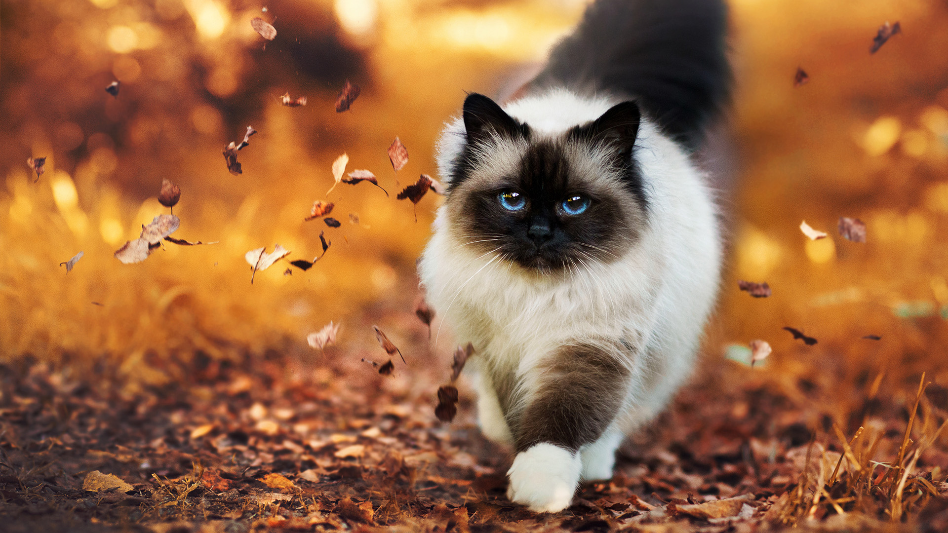 猫 秋天 树叶 散步 电脑桌面动物壁纸下载_高清动物壁纸