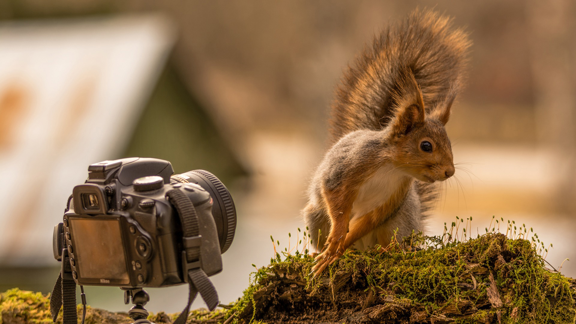 树桩苔藓小松鼠相机好奇可爱姿势动作表情演员动物电脑桌面动物壁纸下载_高清动物壁纸