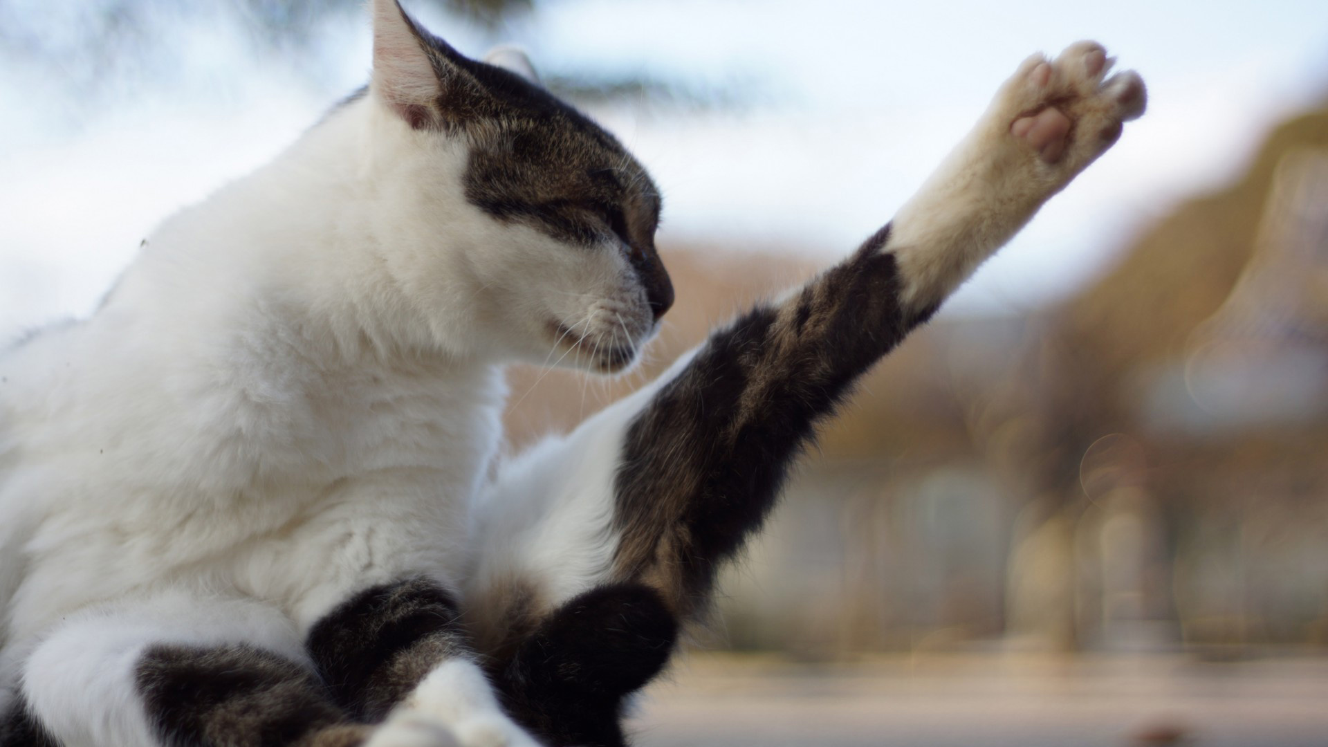 可爱猫咪电脑桌面动物壁纸下载_高清动物壁纸