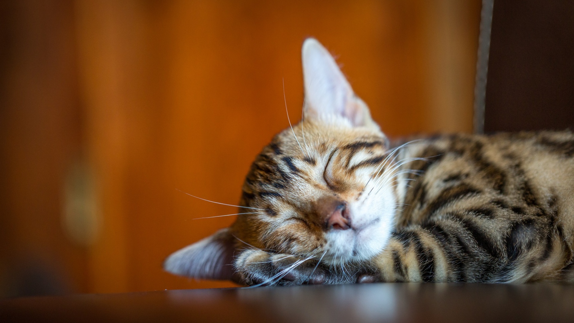 小猫睡觉休息摄影电脑桌面动物壁纸下载_高清动物壁纸