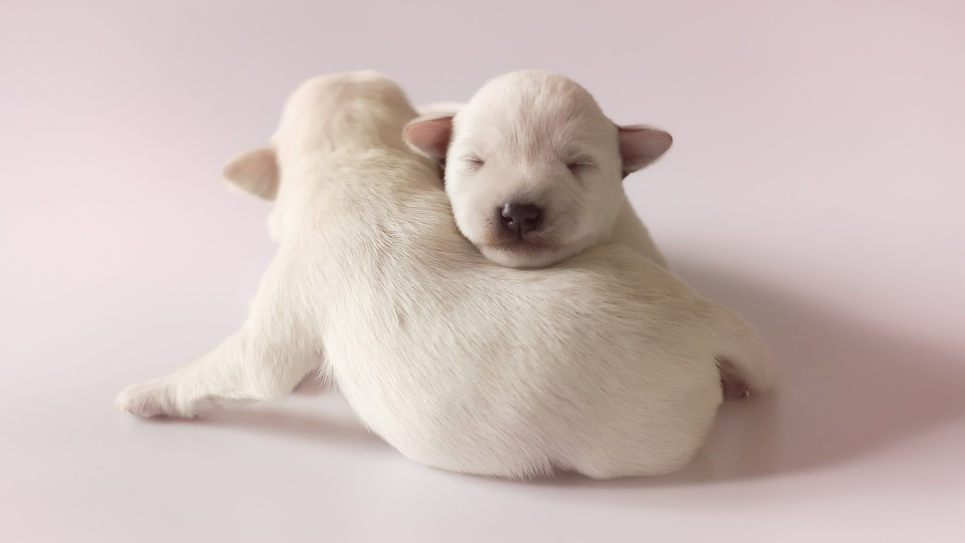 两只可爱的雪纳瑞小狗壁纸_高清动物壁纸