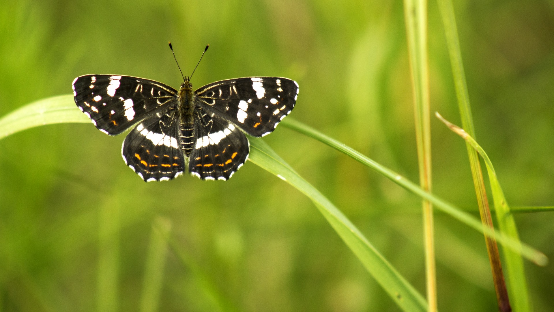 黑色蝴蝶 夏天 绿色背景 电脑桌面动物壁纸下载_高清动物壁纸