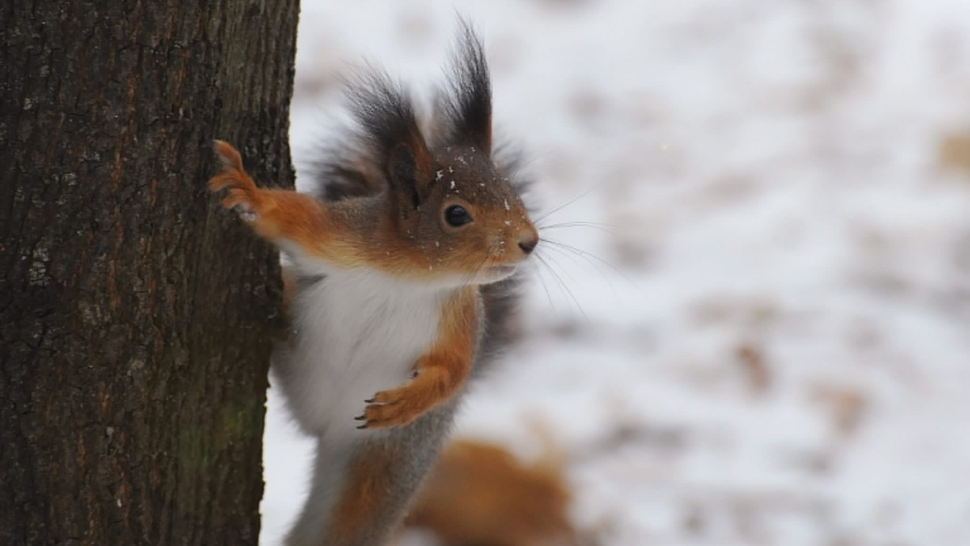 树 冬天 可爱松鼠电脑壁纸_高清动物壁纸