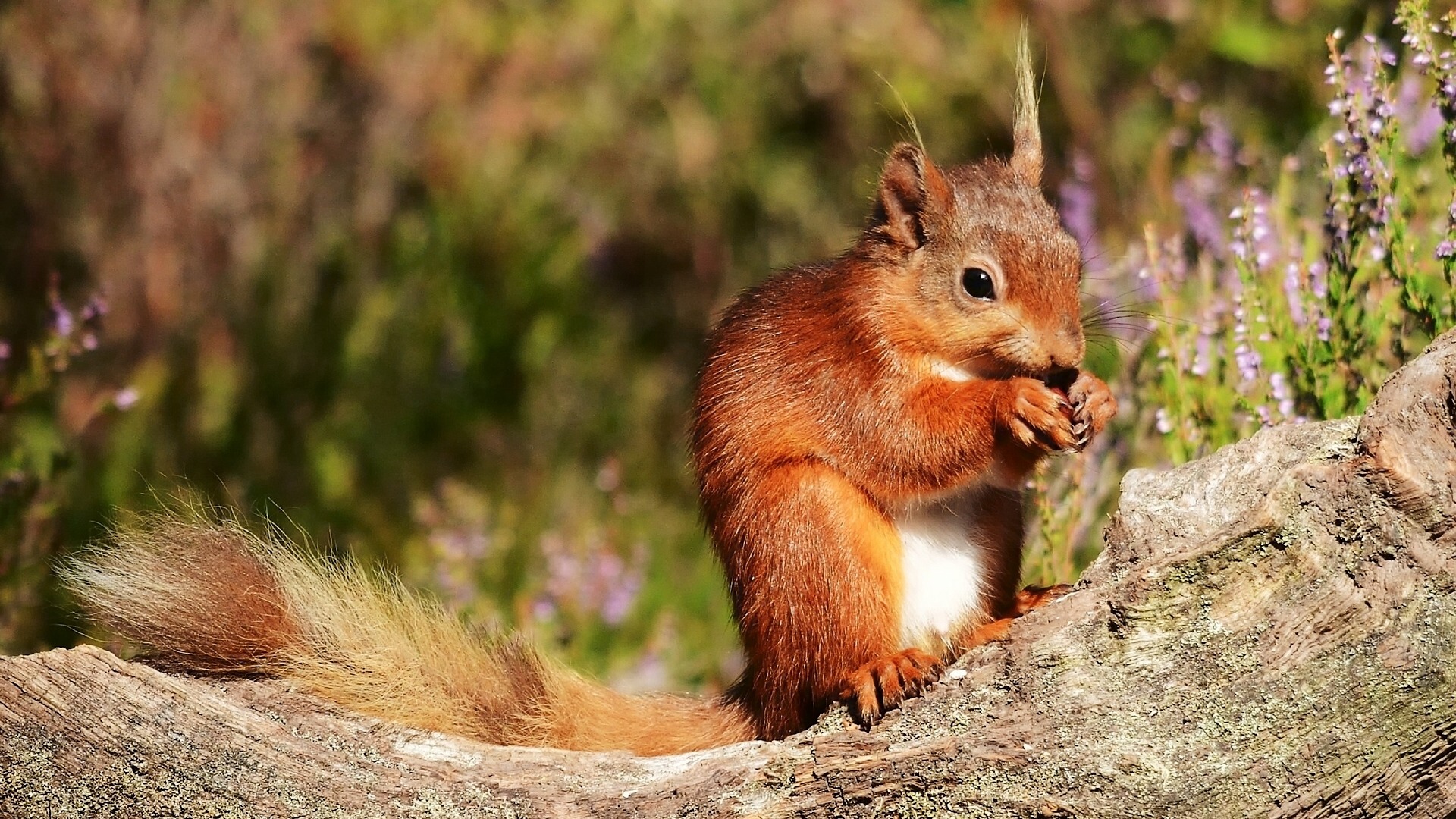 松鼠吃东西可爱松鼠电脑壁纸_高清动物壁纸