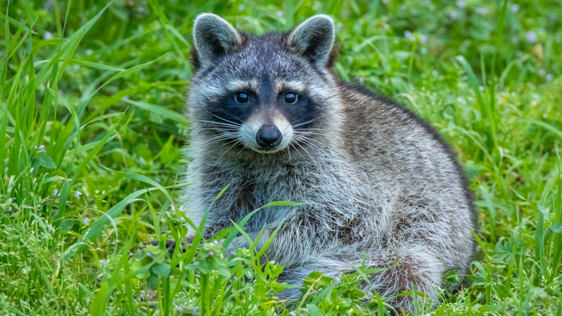 浣熊 脸 眼睛 草地 绿色植物 浣熊电脑桌面动物壁纸下载_高清动物壁纸
