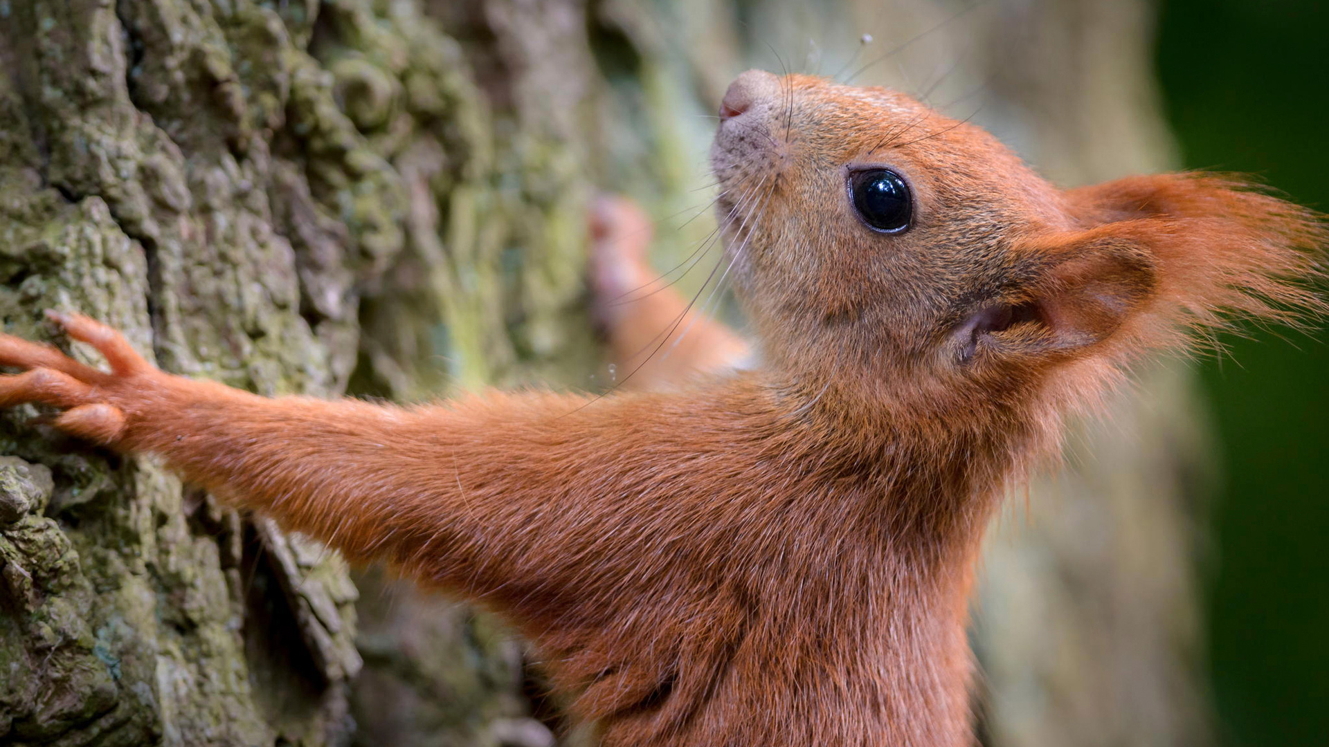 树 可爱松鼠攀爬电脑桌面动物壁纸下载_高清动物壁纸
