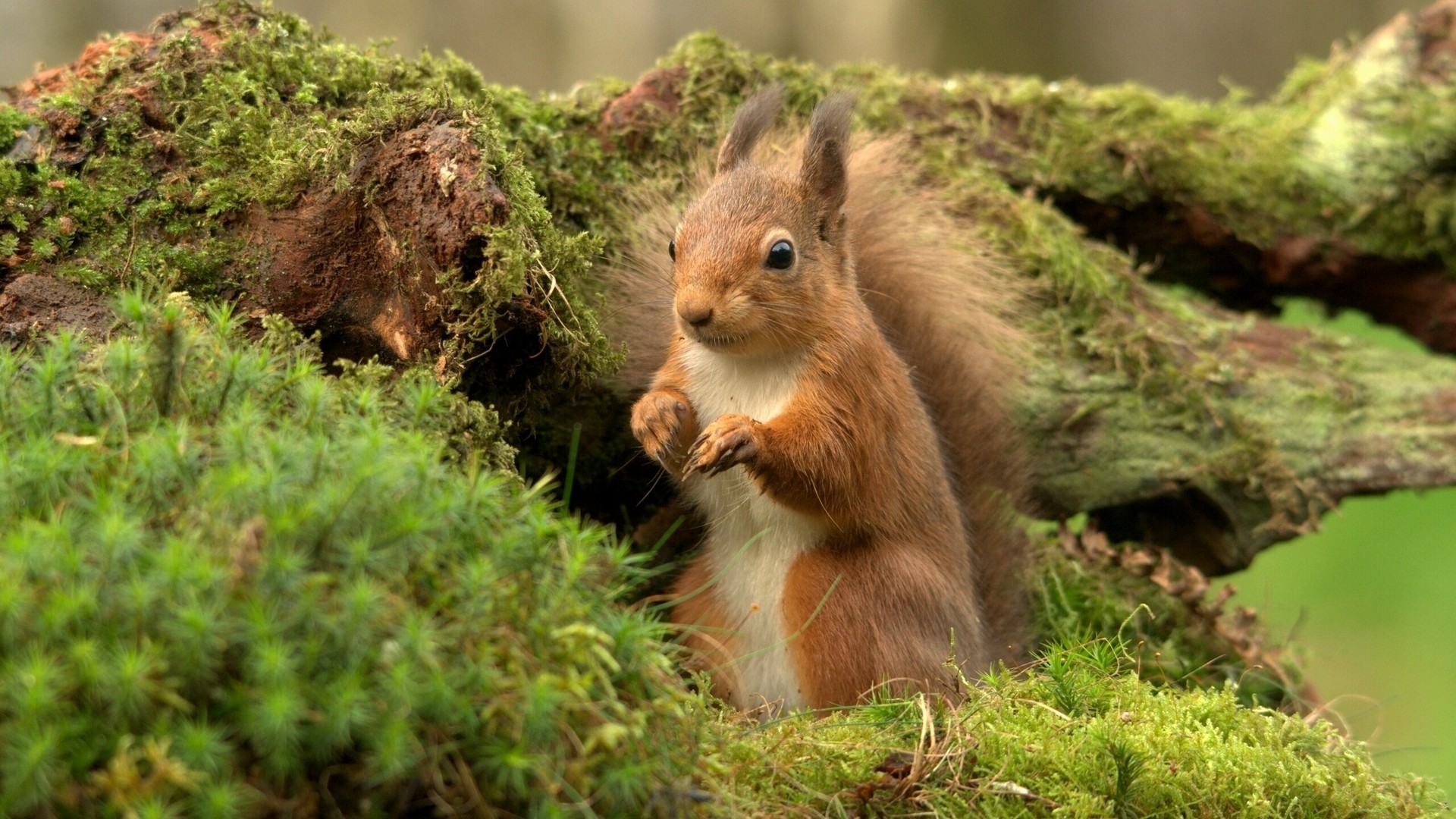 可爱的松鼠苔藓大自然松鼠电脑电脑桌面动物壁纸下载_高清动物壁纸