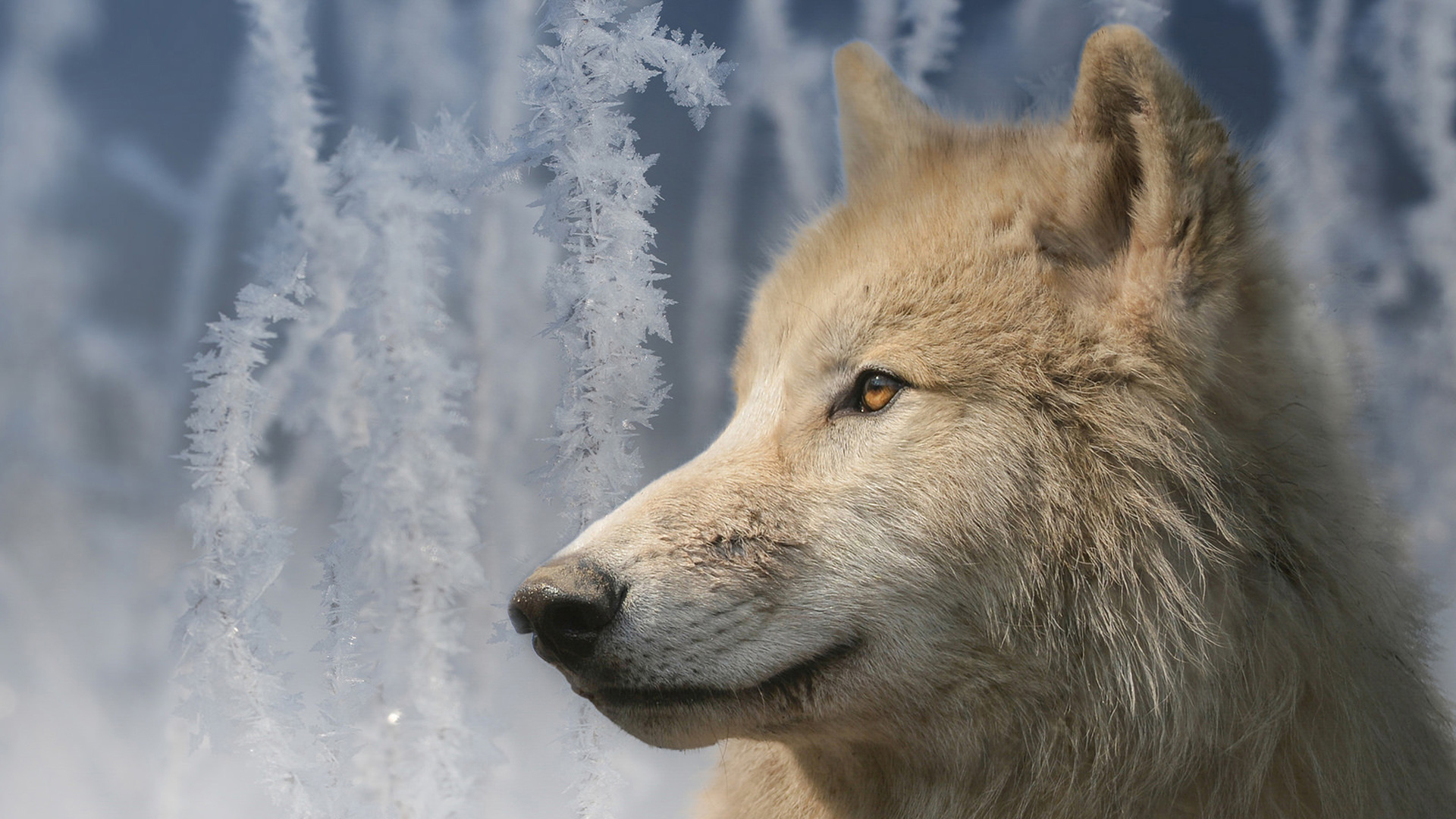 北极狼电脑桌面动物壁纸下载_高清动物壁纸