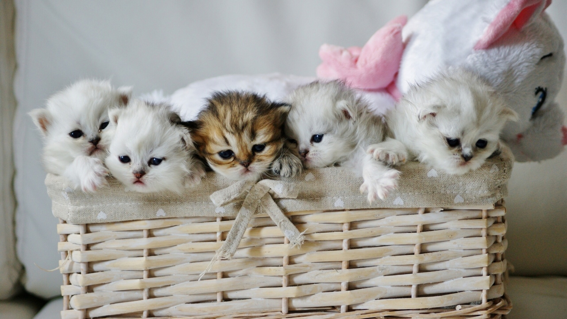 小猫婴儿篮子玩具小伙伴们可爱动物壁纸_高清动物壁纸