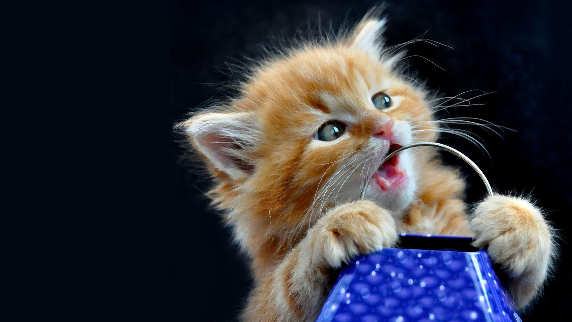 小猫萌猫搞笑的眼神毛茸茸的小猫电脑桌面动物壁纸下载_高清动物壁纸