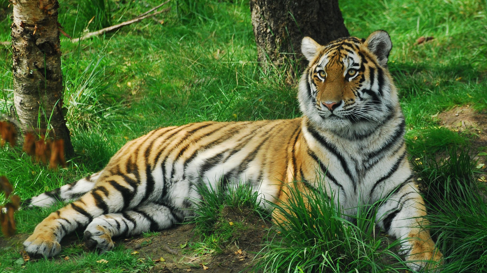 老虎森林之王草地树林老虎电脑桌面动物壁纸下载_高清动物壁纸