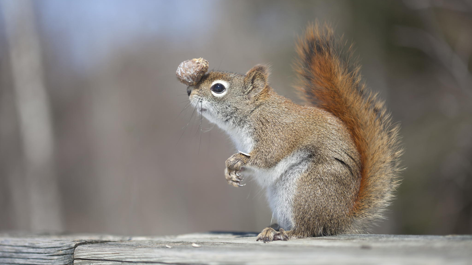可爱小松鼠 松果 平衡 玩耍 电脑桌面动物壁纸下载_高清动物壁纸