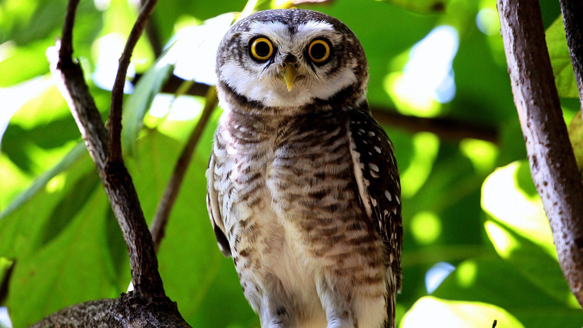 猫头鹰眼睛树枝树叶动物电脑桌面动物壁纸下载_高清动物壁纸