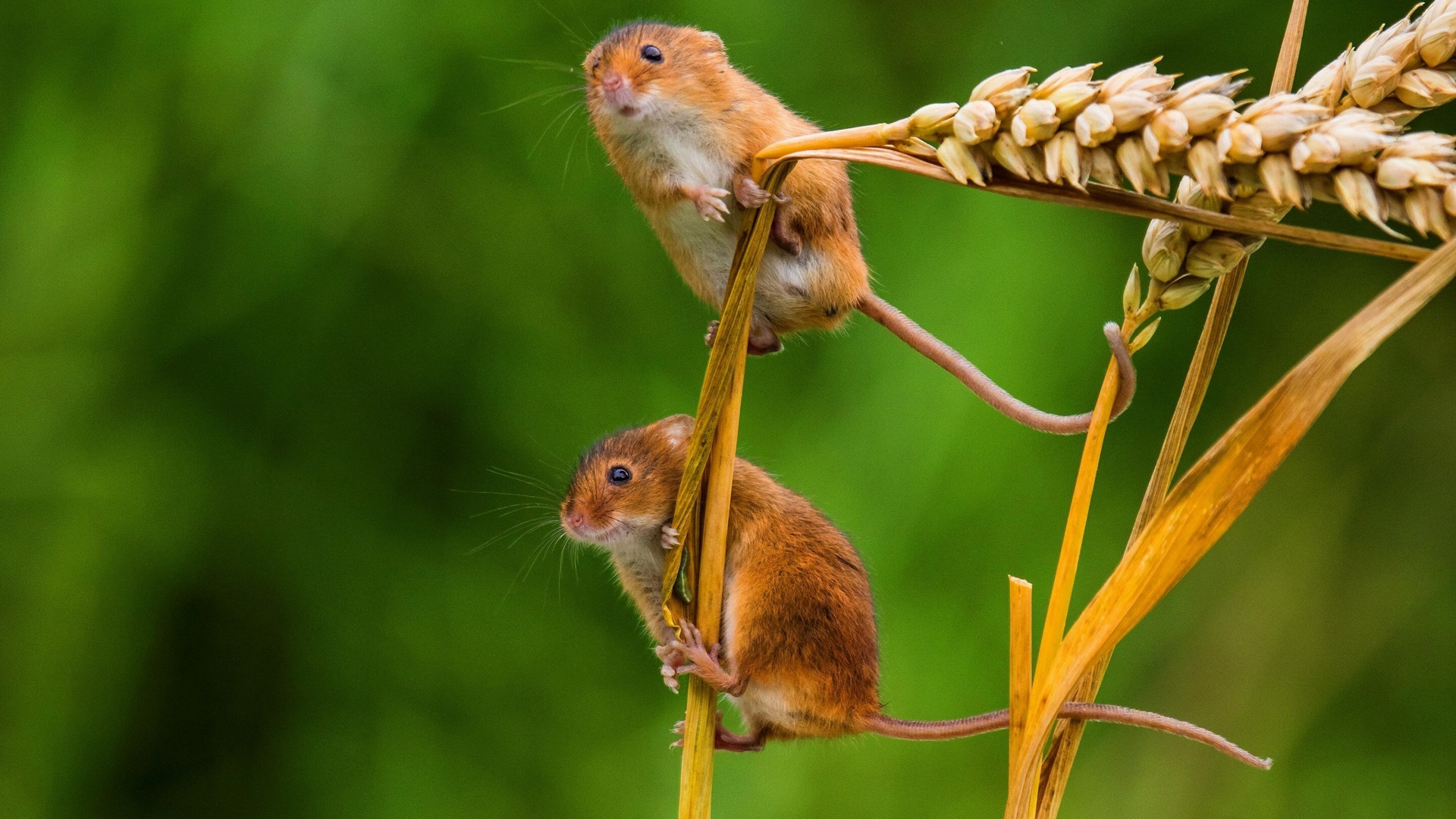 两只巢鼠老鼠耳朵小穗可爱巢鼠电脑桌面动物壁纸下载_高清动物壁纸