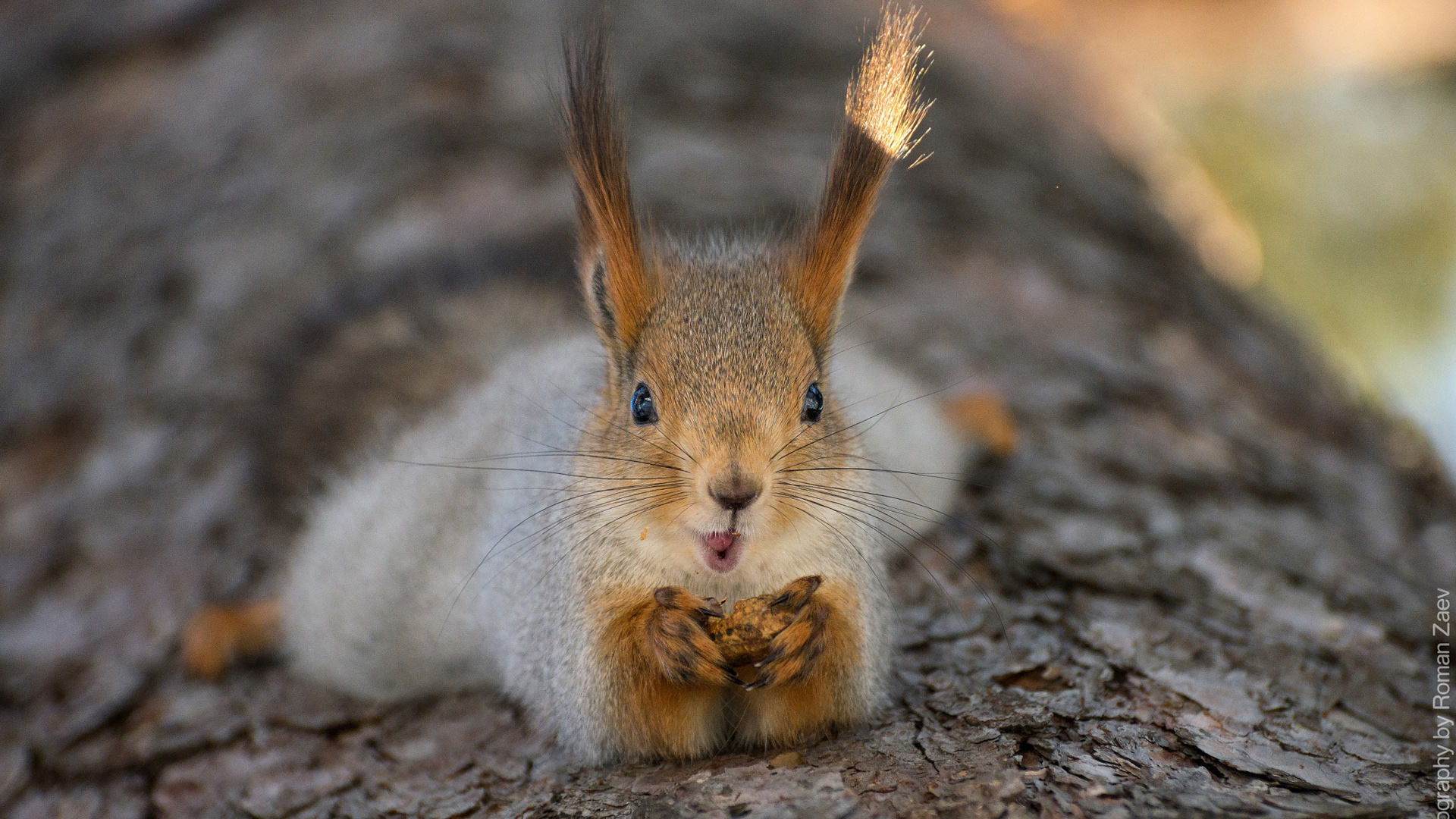 树 树皮 可爱松鼠 果实 电脑桌面动物壁纸下载_高清动物壁纸