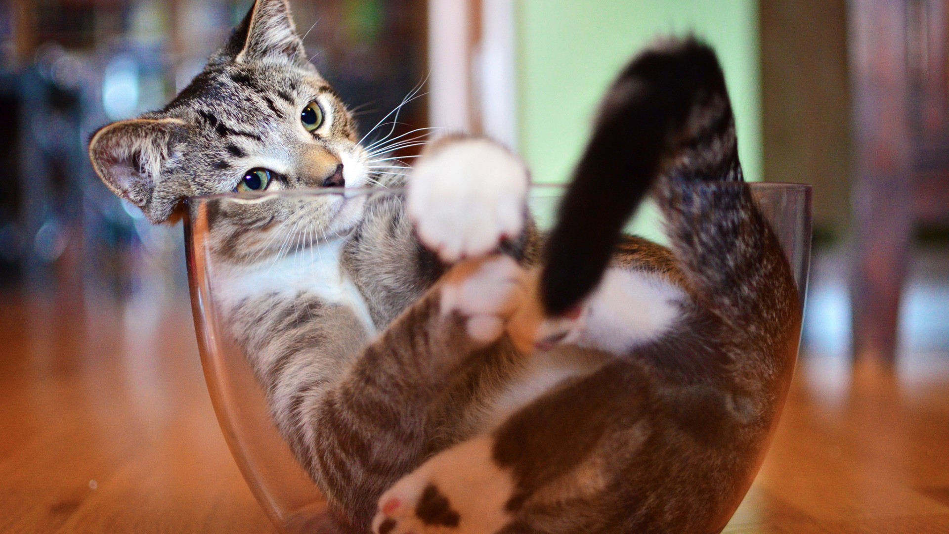 猫玻璃碗思考可爱猫咪电脑桌面动物壁纸下载_高清动物壁纸