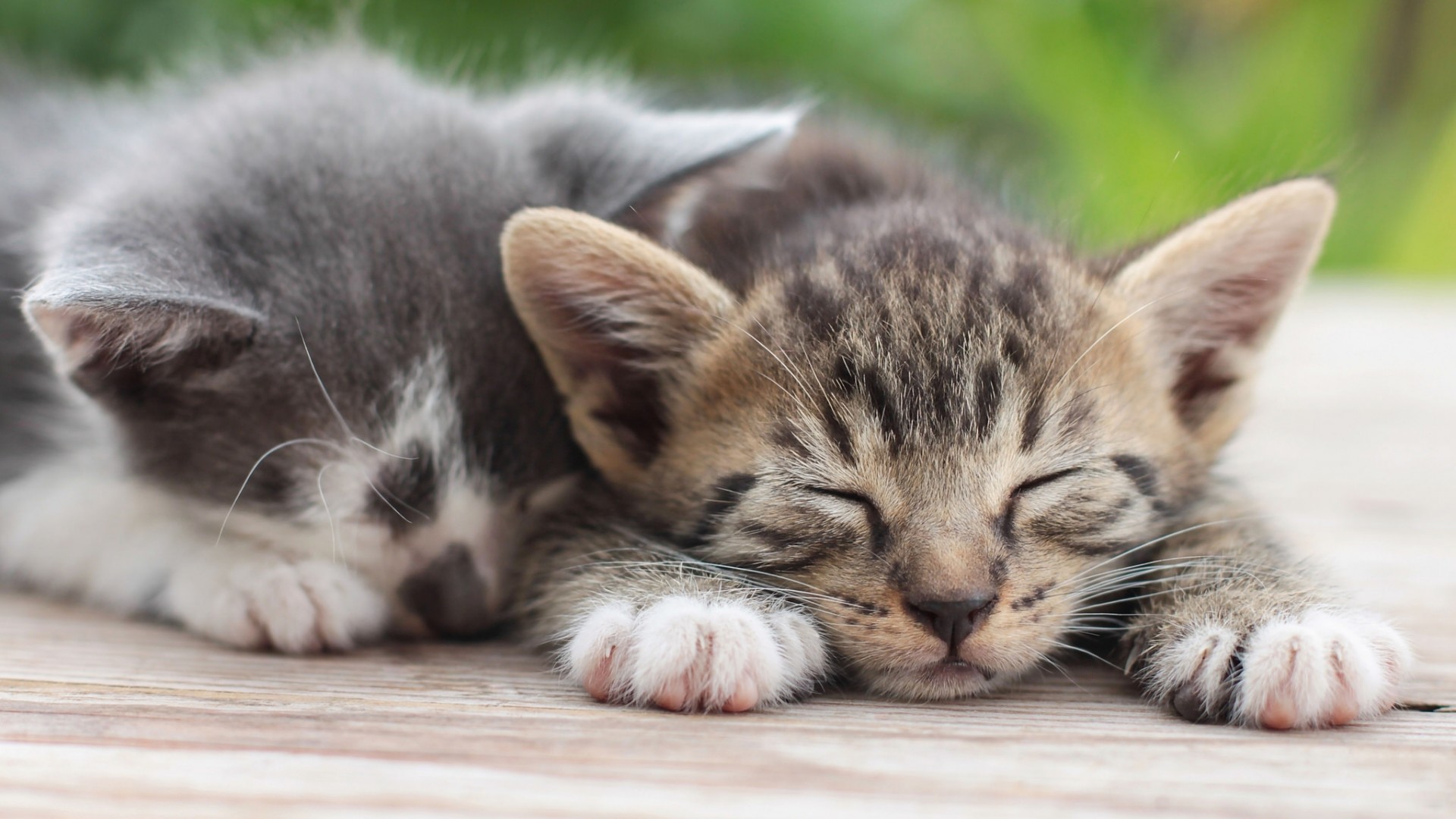 一对小猫青梅竹马休息猫猫睡觉电脑桌面动物壁纸下载_高清动物壁纸