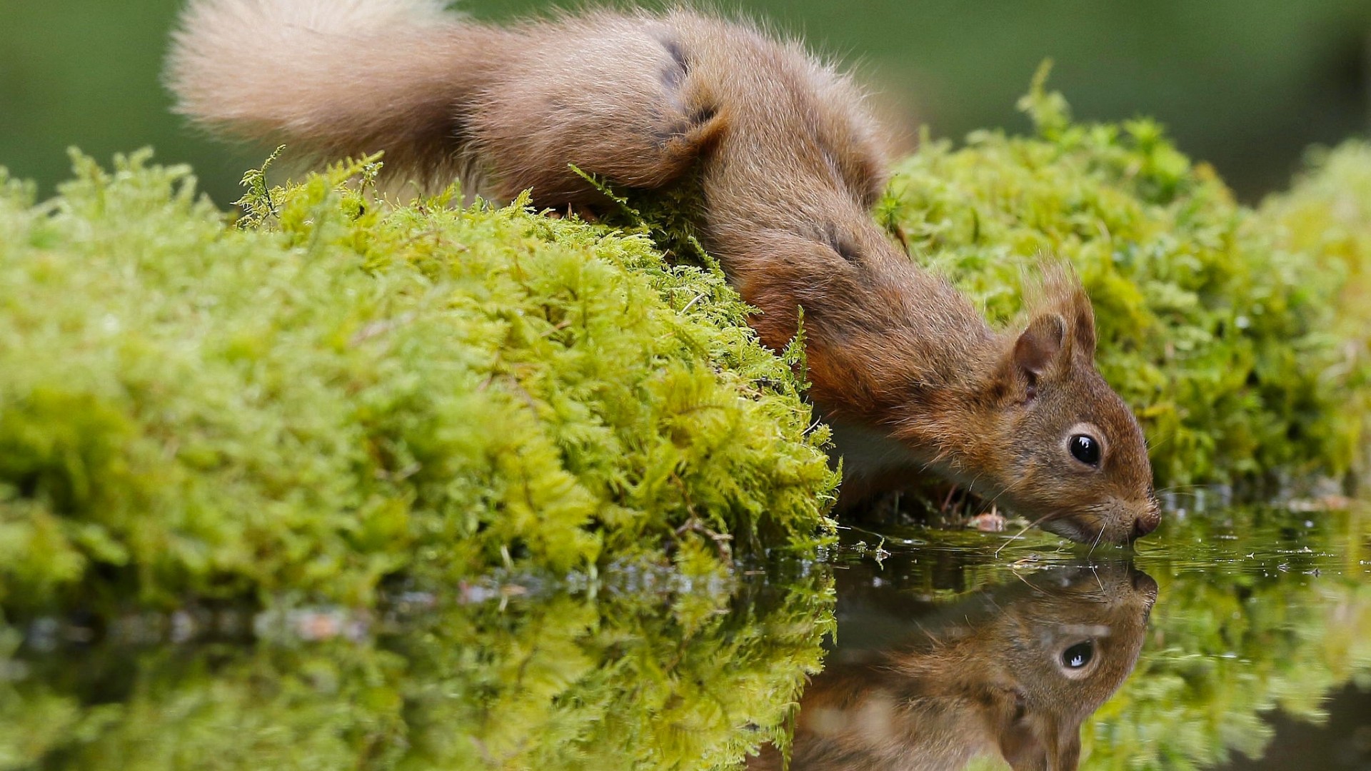 小松鼠口渴喝水可爱动物松鼠电脑桌面动物壁纸下载_高清动物壁纸