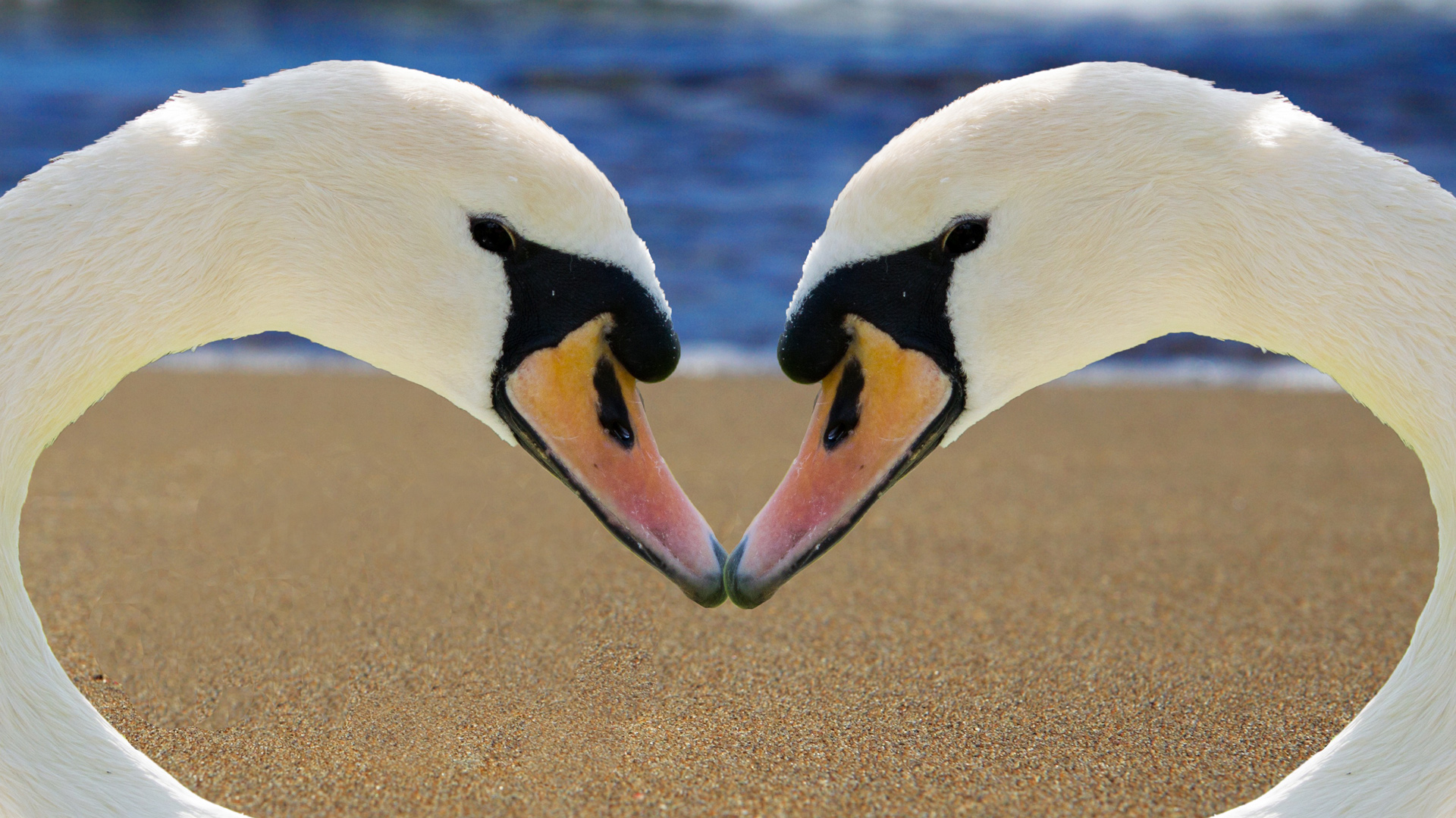 鹅 心连心 浪漫电脑桌面动物壁纸下载_高清动物壁纸