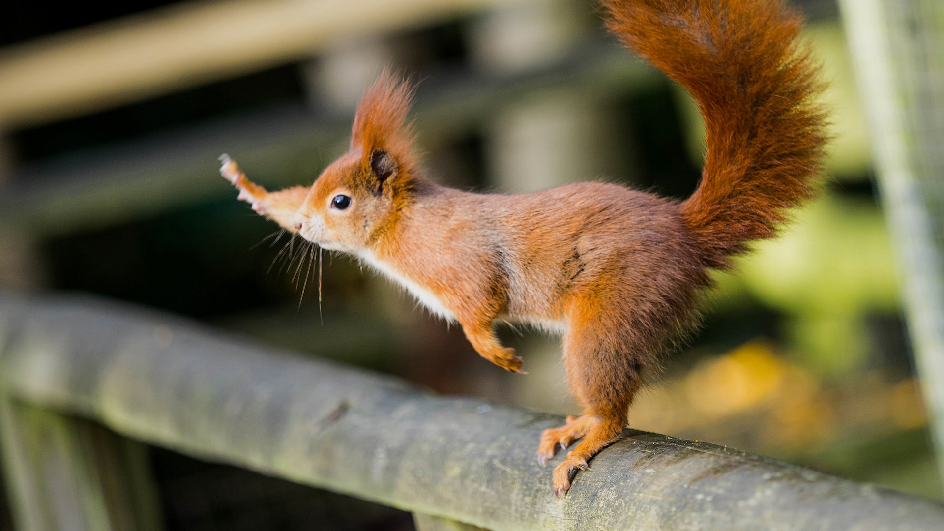 松鼠 手势 你好 电脑桌面动物壁纸下载_高清动物壁纸