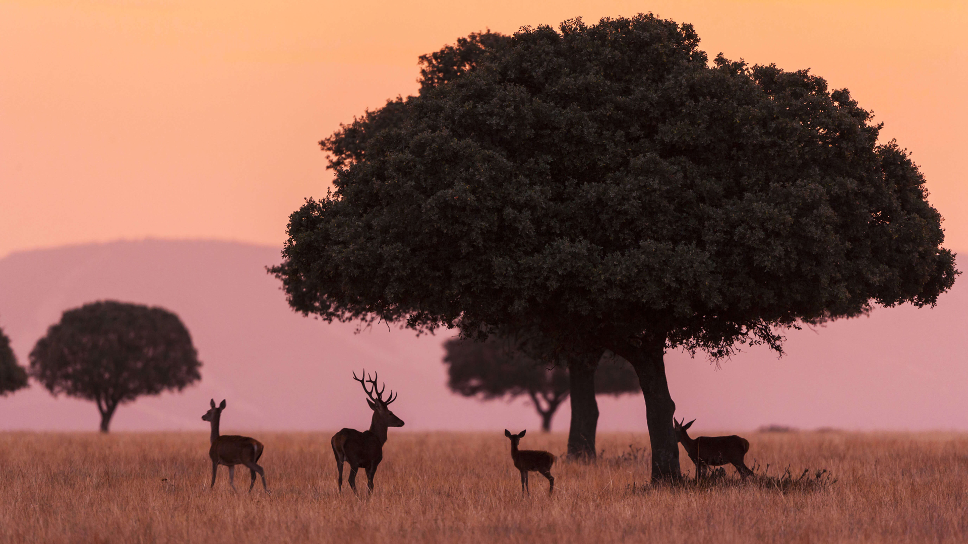树 小鹿群 电脑壁纸_高清动物壁纸