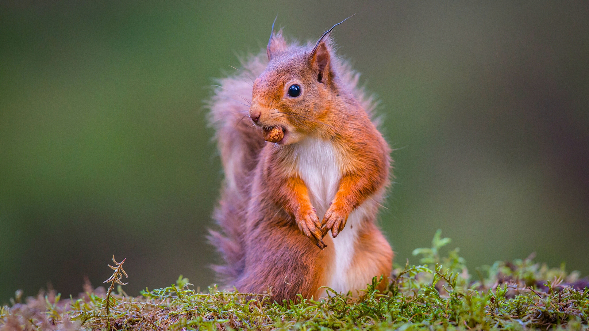 小松鼠食物核桃可爱动作表情动物壁纸_高清动物壁纸