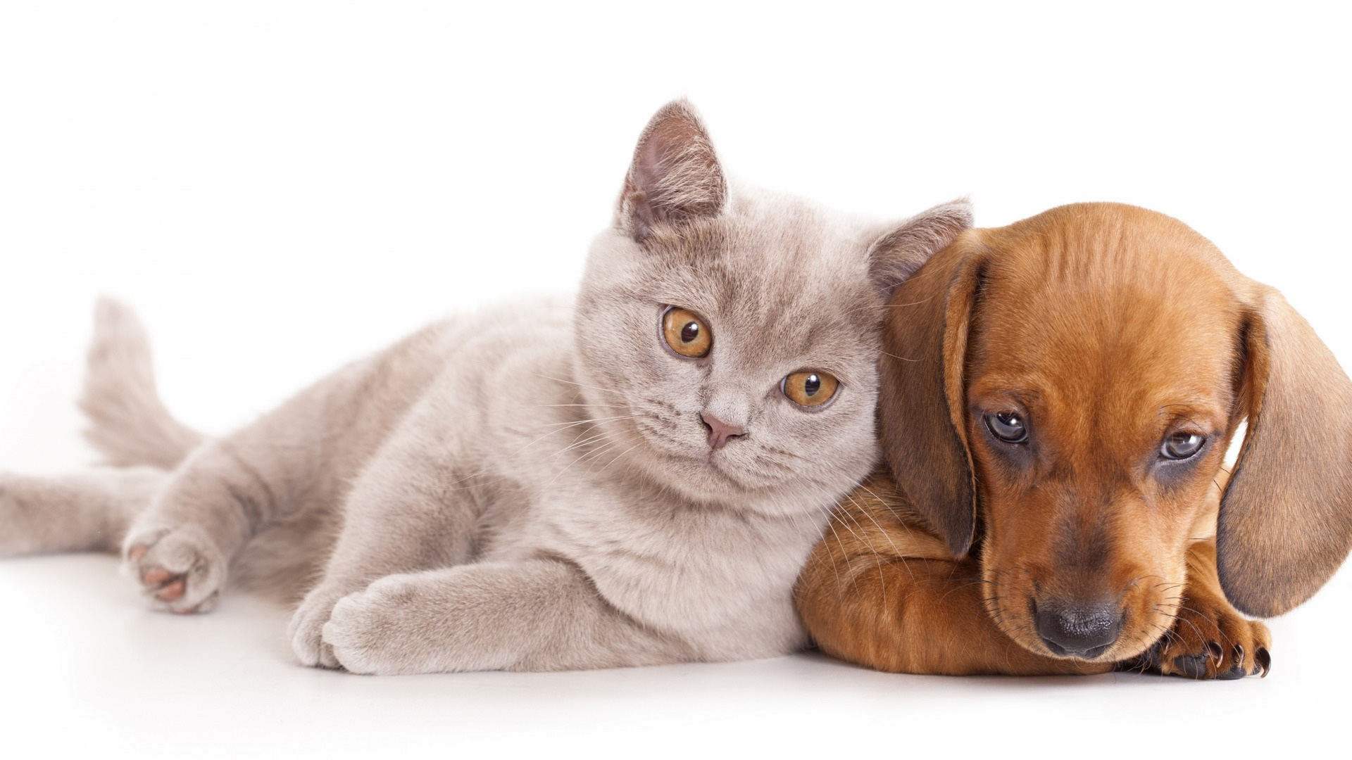 小猫小狗孩子好朋友可爱动物壁纸_高清动物壁纸