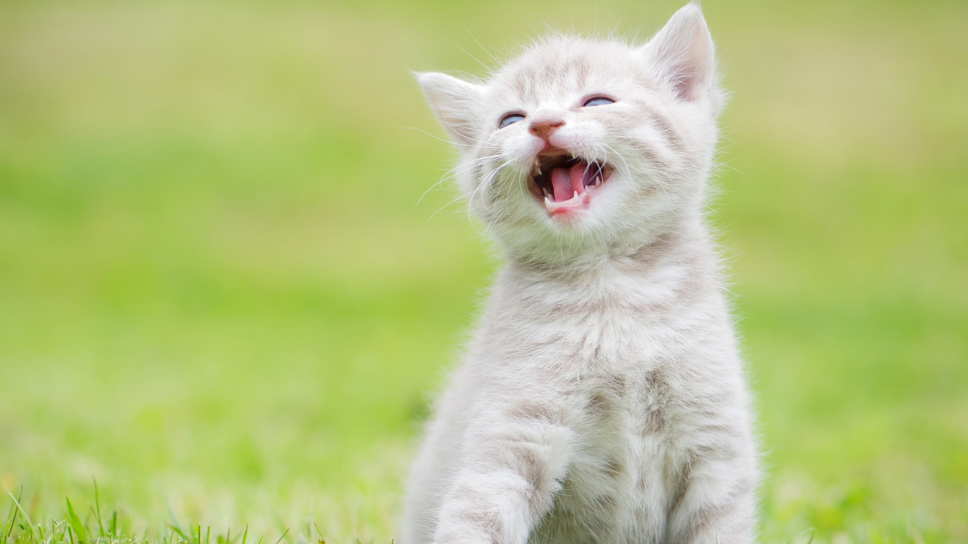 白色小猫萌猫绿色草地电脑桌面动物壁纸下载_高清动物壁纸