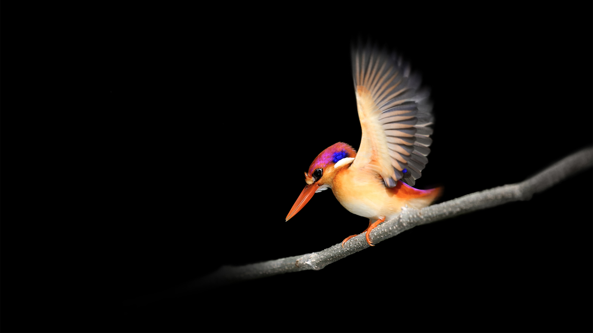 微软Surface Go系统默认小鸟儿壁纸_高清动物壁纸