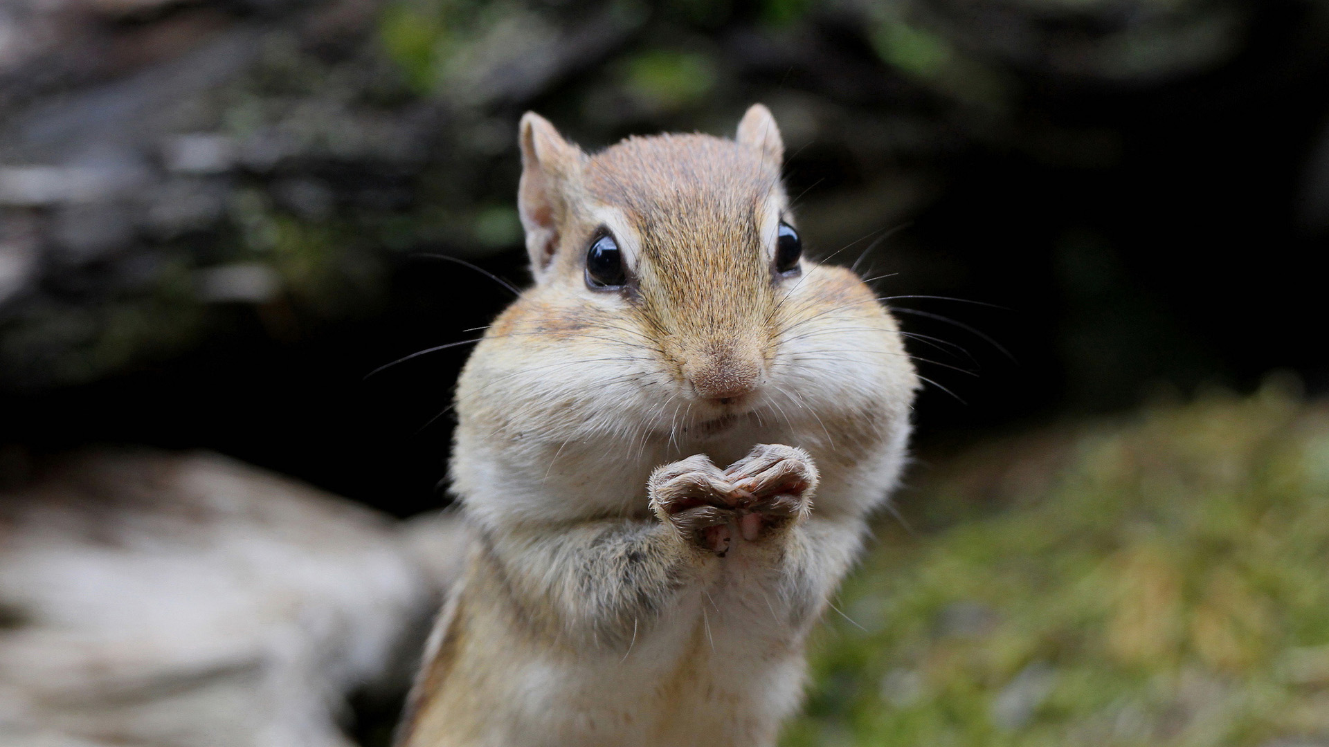 可爱的花栗鼠电脑壁纸_高清动物壁纸