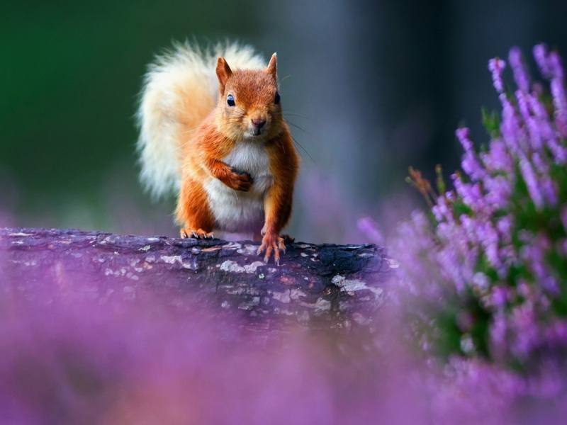 萌萌小松鼠花树树皮背景图片动物壁纸_高清动物壁纸