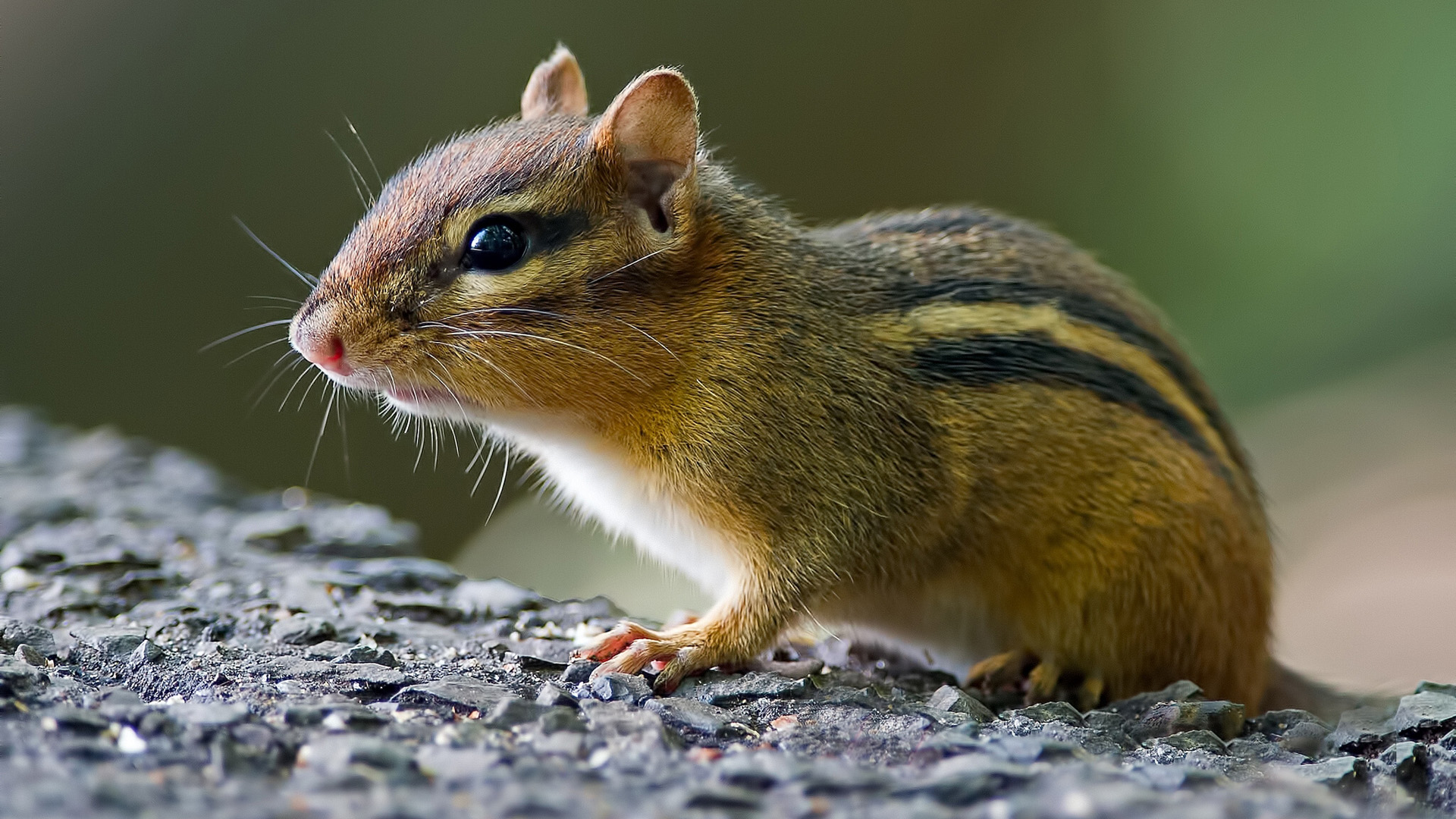 花栗鼠电脑桌面动物壁纸下载_高清动物壁纸