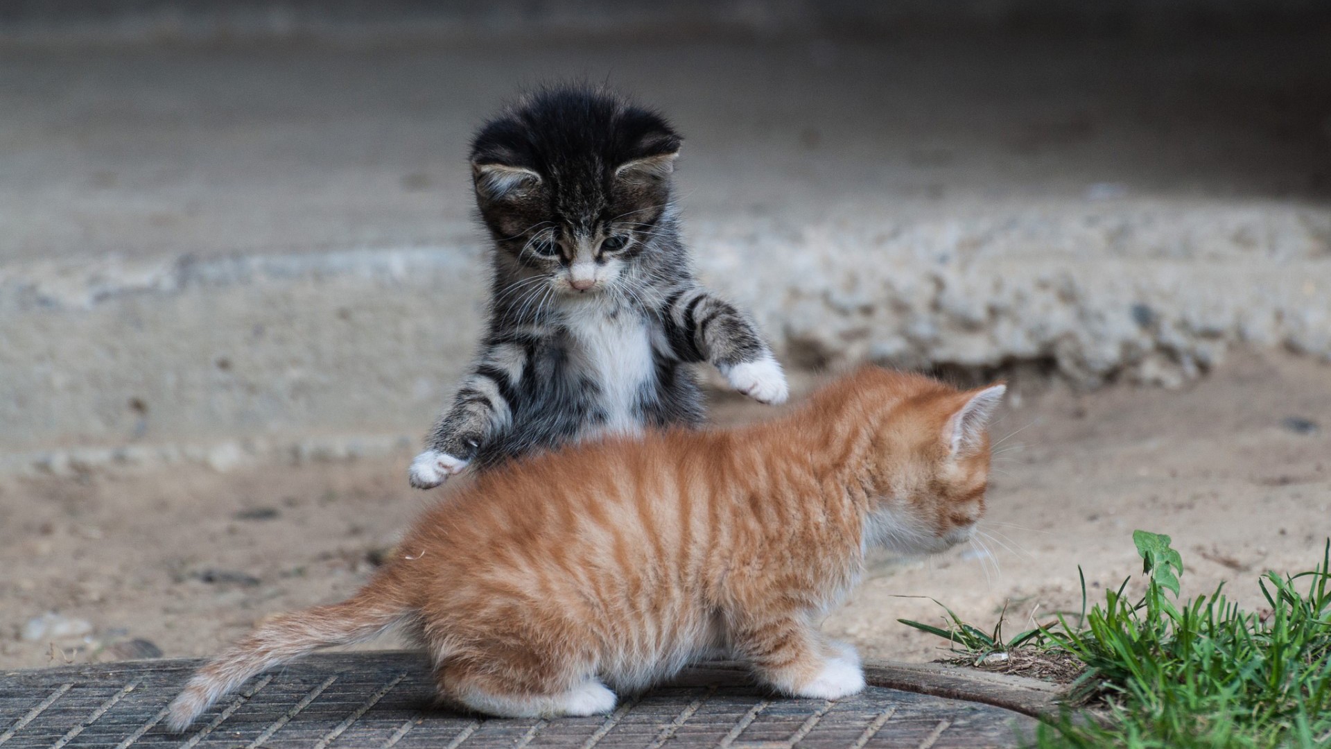 两只小猫爪子玩耍夏天可爱小猫电脑壁纸_高清动物壁纸