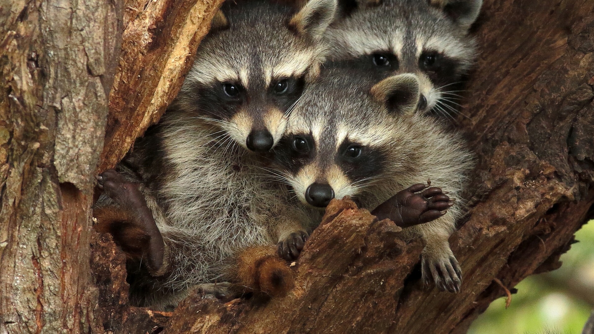 三只浣熊树家可爱浣熊电脑桌面动物壁纸下载_高清动物壁纸
