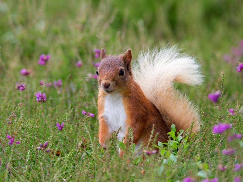 松鼠花小草绿色植物可爱松鼠壁纸_高清动物壁纸
