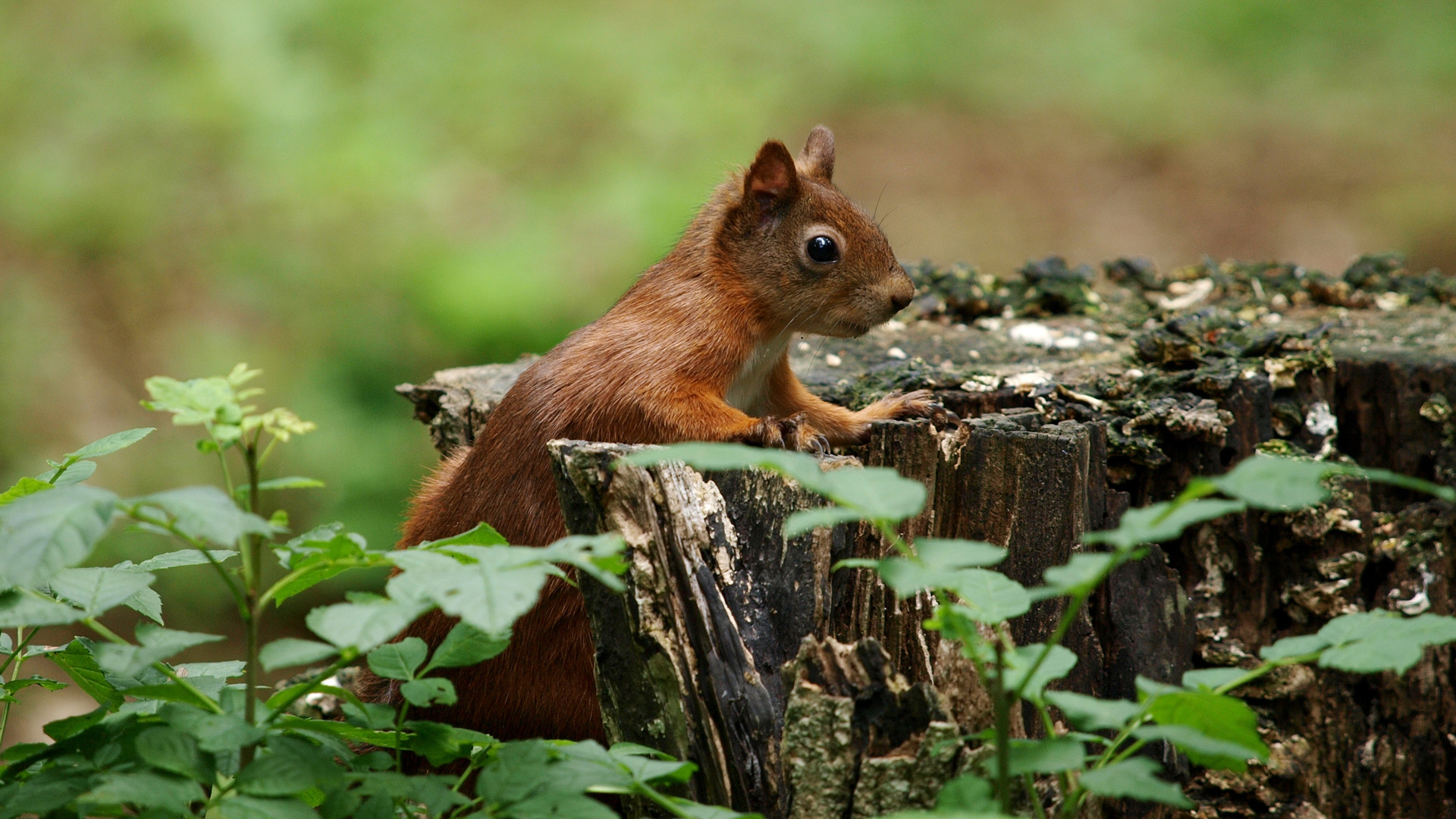 自然森林树桩松鼠植物可爱松鼠电脑壁纸_高清动物壁纸