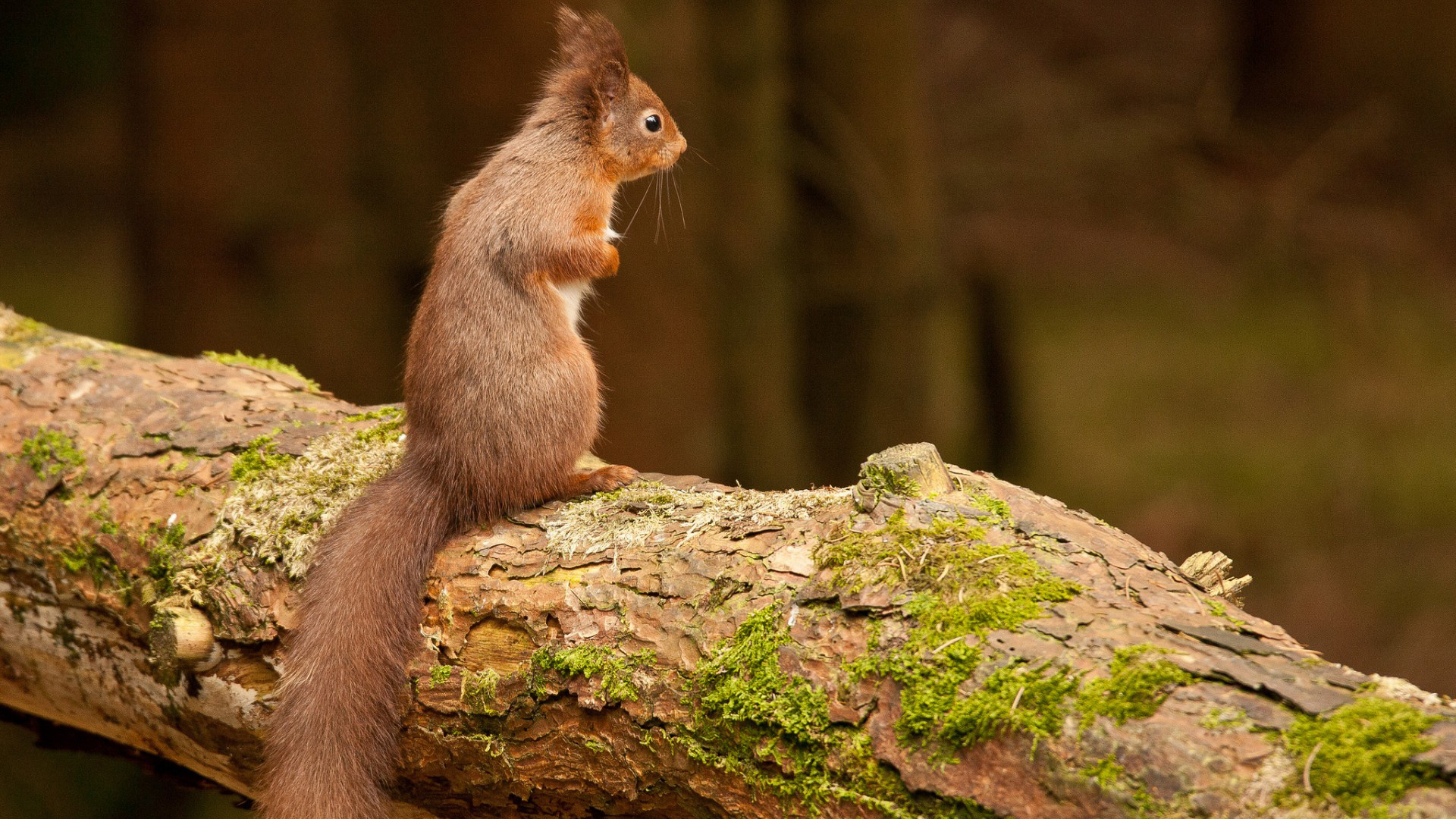 森林树树干松鼠小松鼠萌相可爱动物电脑桌面动物壁纸下载_高清动物壁纸