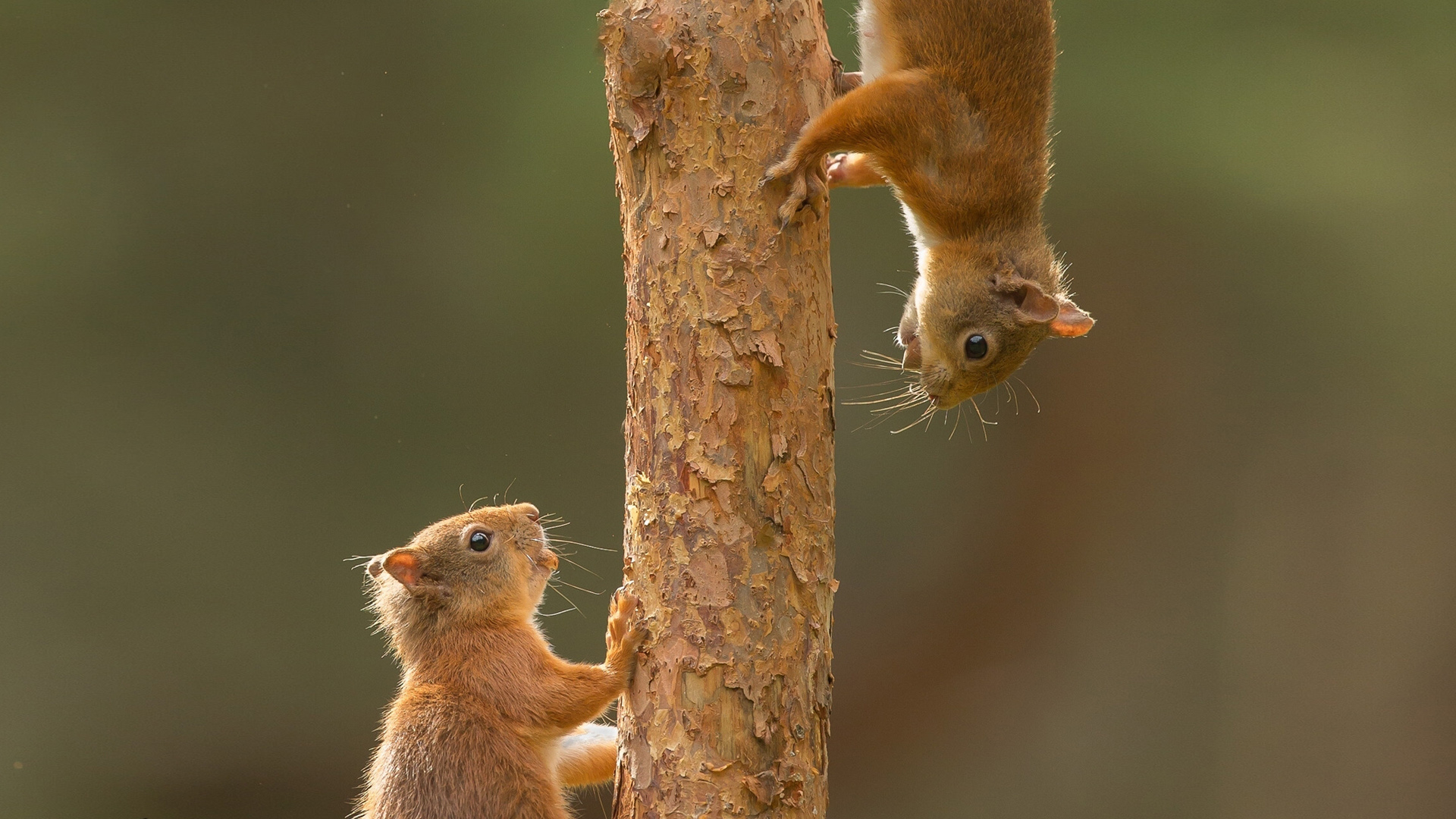 树上一对情侣松鼠电脑桌面动物壁纸下载_高清动物壁纸