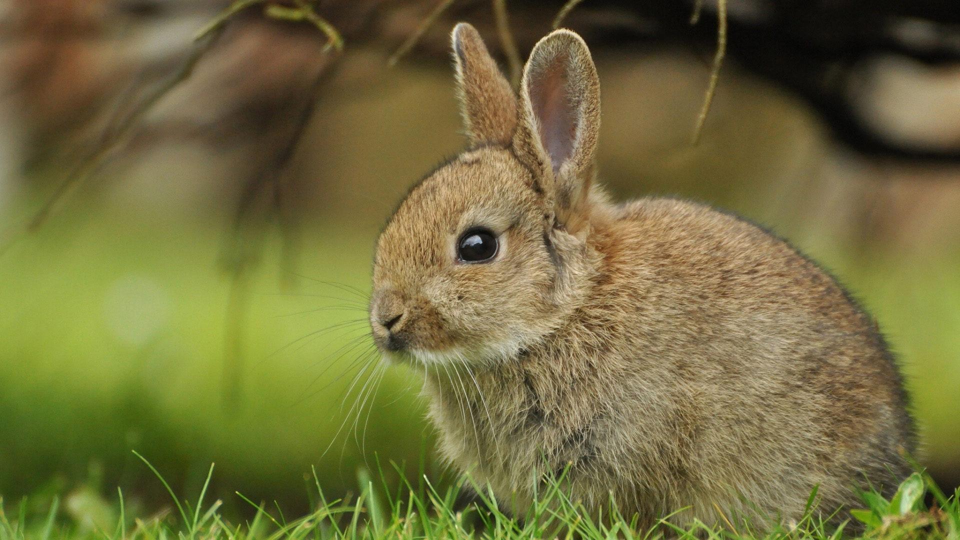 绿色草地 亲爱的小兔子 兔子电脑桌面动物壁纸下载_高清动物壁纸