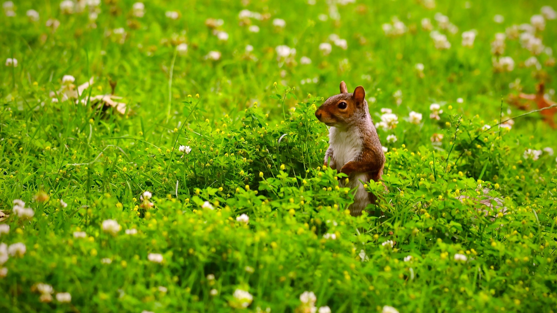 松鼠巡逻草地鲜花可爱松鼠电脑桌面动物壁纸下载_高清动物壁纸