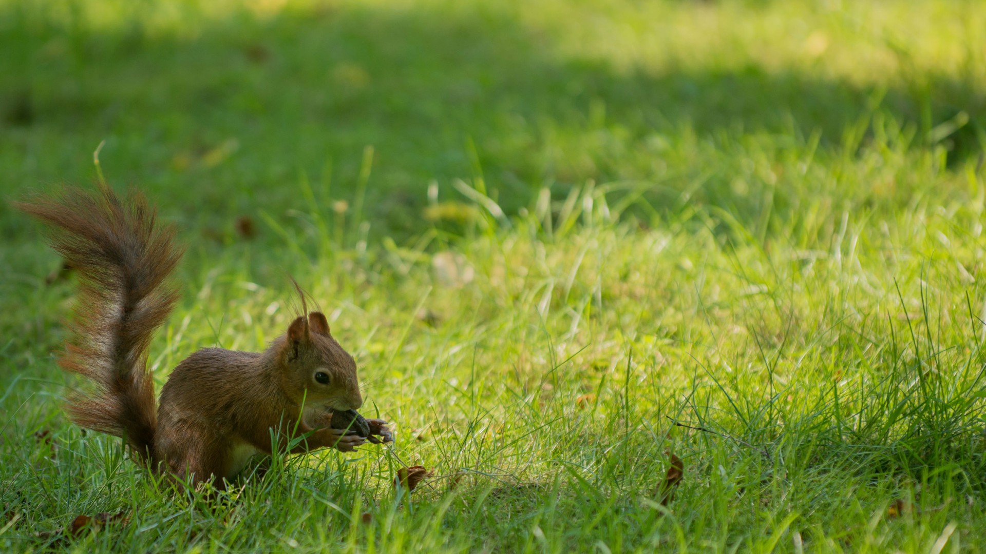 小松鼠坚果草地可爱动物壁纸_高清动物壁纸