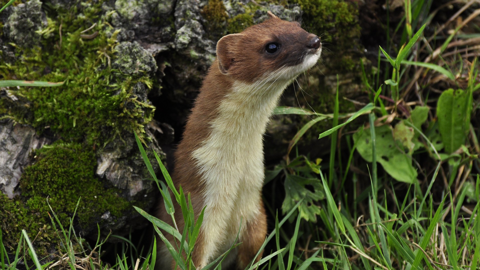 白鼬伶鼬苔藓可爱动物电脑桌面动物壁纸下载_高清动物壁纸