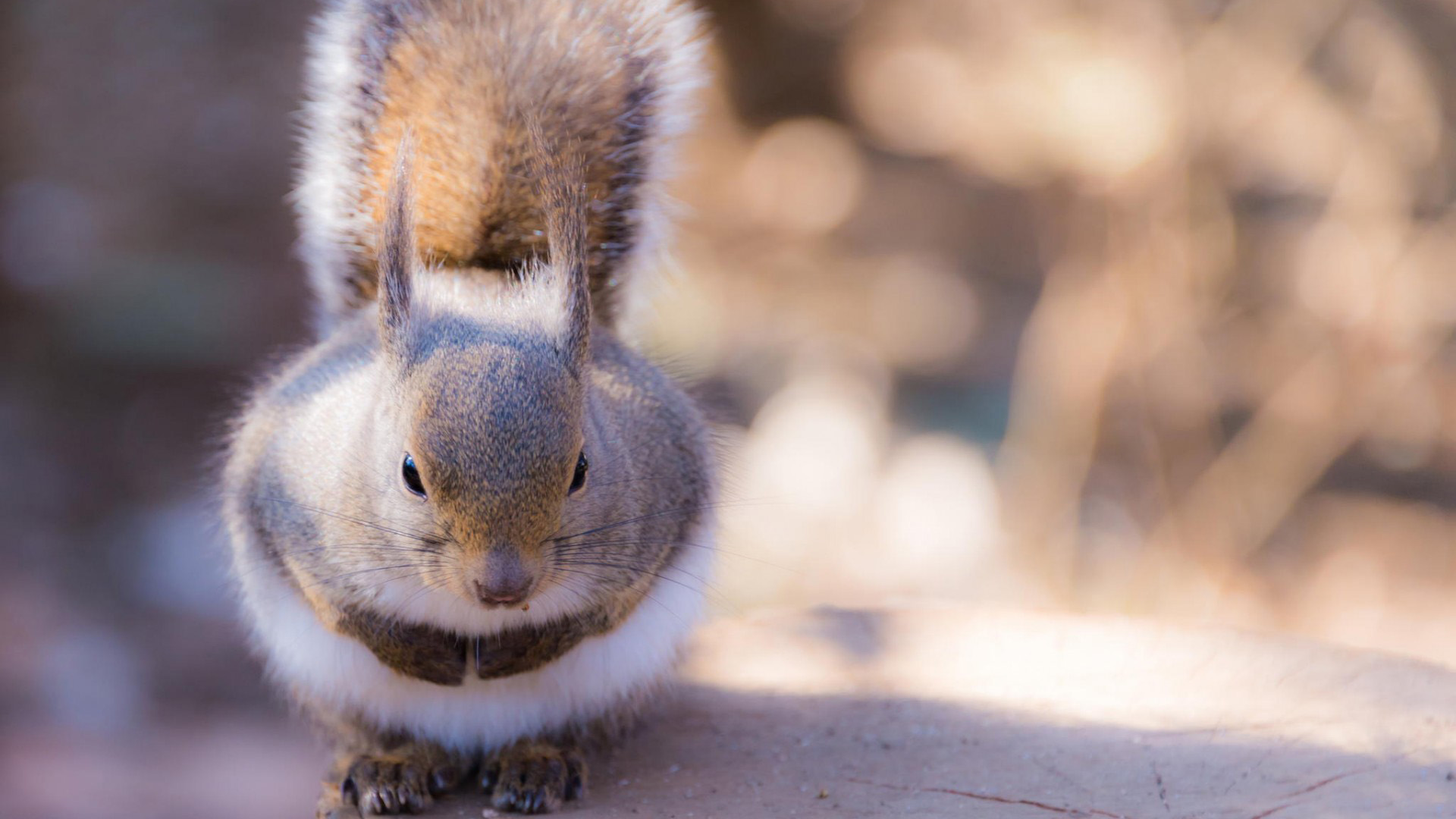 胖胖的小松鼠电脑壁纸_高清动物壁纸