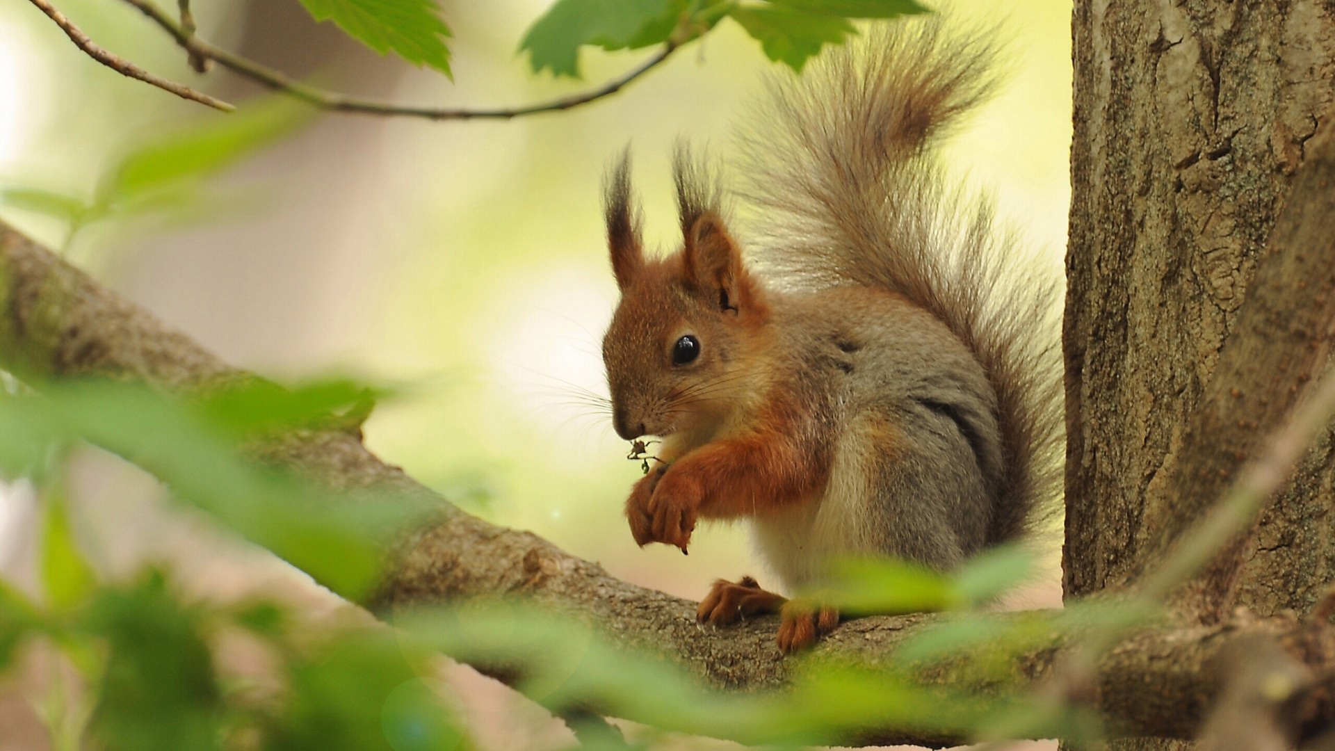 松鼠树分支树枝觅食可爱的眼神动物壁纸_高清动物壁纸